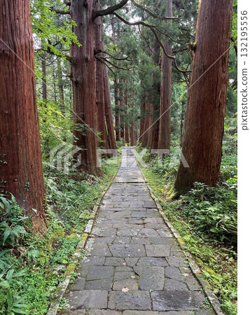 The stone steps of Mount Haguro surrounded by cedar trees 132195556