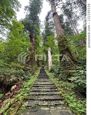 被杉樹環繞的羽狀黑山石階 132195559