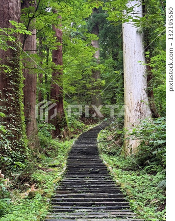 被杉樹環繞的羽狀黑山石階 被杉樹環繞的羽狀黑山石階 132195560
