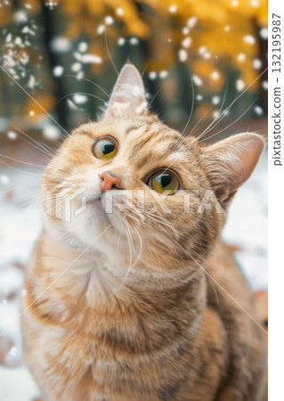 cute curious cat looking up in snow cute curious cat looking up in snow 132195987