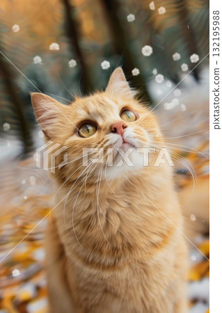 cute curious cat looking up in snow cute curious cat looking up in snow 132195988