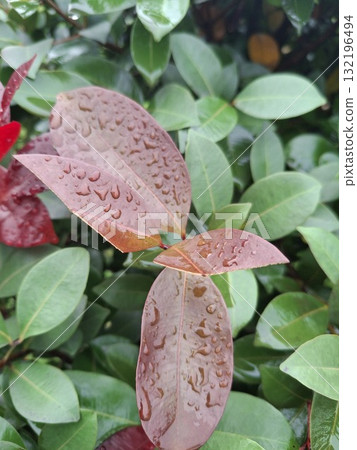 Close up of a plant with reddish brown and green leaves Close up of a plant with reddish brown and green leaves 132196494
