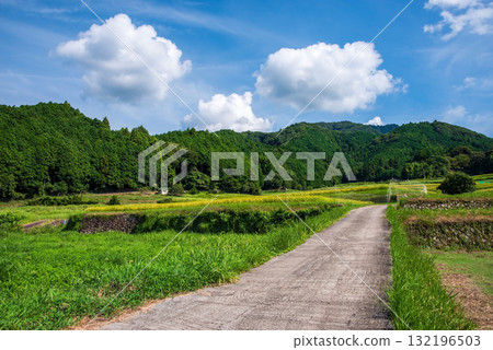 里山的夏日風景 132196503