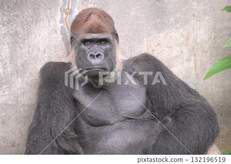 A gorilla pushing out his charming heart-shaped nose A gorilla pushing out his charming heart-shaped nose 132196519
