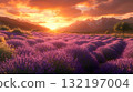 Lavender field sunset vibrant purple flowers and golden sky 132197004