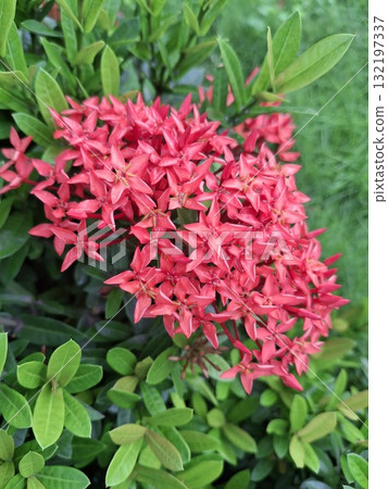 Vibrant cluster of red ixora flowers surrounded by lush green foliage 132197337