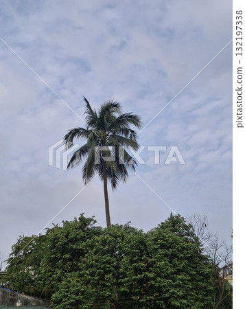 Lone coconut palm tree stands tall above lush greenery under cloudy sky Lone coconut palm tree stands tall above lush greenery under cloudy sky 132197338