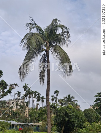 Tall palm tree with lush green fronds against a cloudy sky 132197339