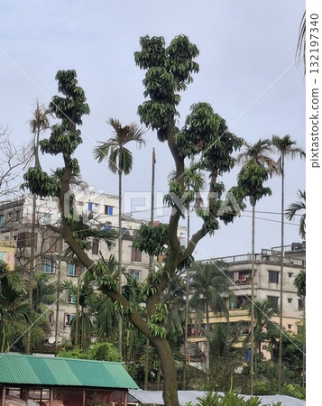 Lush green trees and buildings under a cloudy sky 132197340