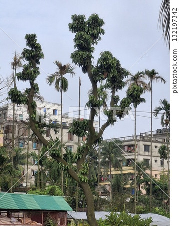 Lush green trees and buildings under a cloudy sky Lush green trees and buildings under a cloudy sky 132197342