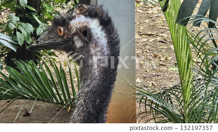 A striking, close-up portrait of a Cassowary shows. A striking, close-up portrait of a Cassowary shows. 132197357