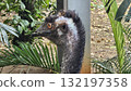 A striking, close-up portrait of a Cassowary shows.  132197358