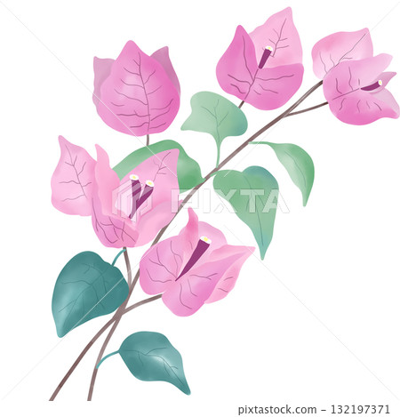 A delicate watercolor illustration of a pink bougainvillea flower with soft green leaves. Perfect for floral design projects, wedding invitations, greeting cards, botanical prints, and nature inspired 132197371