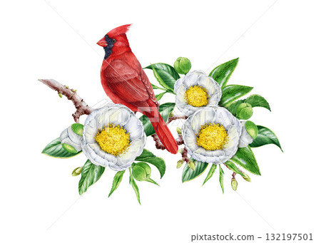 Red cardinal bird with camellia white flowers watercolor illustration. Hand drawn bright bird with tender camellia spring blossoms. Bright cardinal perched on a branch isolated on white background Red cardinal bird with camellia white flowers watercolor illustration. Hand drawn bright bird with tender camellia spring blossoms. Bright cardinal perched on a branch isolated on white background 132197501