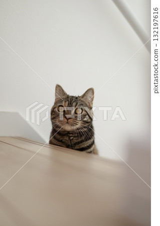 A cute British shorthair cat peeking out from the stairs A cute British shorthair cat peeking out from the stairs 132197616
