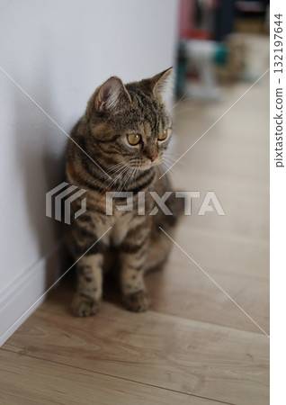 British shorthair cat discovers something 132197644