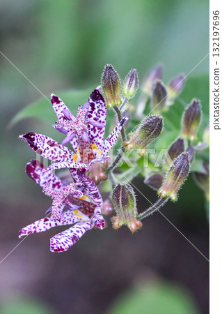 Toad Lily Toad Lily 132197696