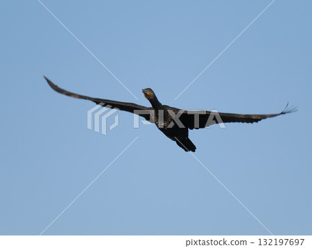Cormorant flying with wings spread 132197697