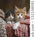 adorable kitten laying on a bed with a pink croched blanket 132198095