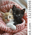 adorable kitten laying on a bed with a pink croched blanket 132198098