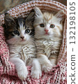 adorable kitten laying on a bed with a pink croched blanket 132198105