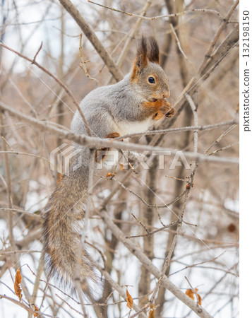 The squirrel with nut sits on tree in the winter or late autumn 132198150