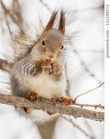 The squirrel with nut sits on tree in the winter or late autumn The squirrel with nut sits on tree in the winter or late autumn 132198153