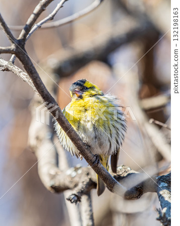 Eurasian siskin male, latin name spinus spinus, sitting on branch of tree. Cute little yellow songbird. 132198163
