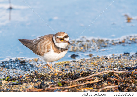 Little ringed plover (Charadrius dubius), bird standing on the lake shore Little ringed plover (Charadrius dubius), bird standing on the lake shore 132198166
