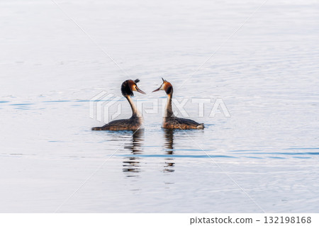 Mating games of two water birds Great Crested Grebes. Two waterfowl birds Great Crested Grebes swim in the lake with heart shaped silhouette Mating games of two water birds Great Crested Grebes. Two waterfowl birds Great Crested Grebes swim in the lake with heart shaped silhouette 132198168