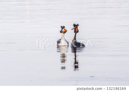Mating games of two water birds Great Crested Grebes. Two waterfowl birds Great Crested Grebes swim in the lake with heart shaped silhouette 132198169