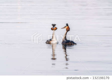Mating games of two water birds Great Crested Grebes. Two waterfowl birds Great Crested Grebes swim in the lake with heart shaped silhouette Mating games of two water birds Great Crested Grebes. Two waterfowl birds Great Crested Grebes swim in the lake with heart shaped silhouette 132198170