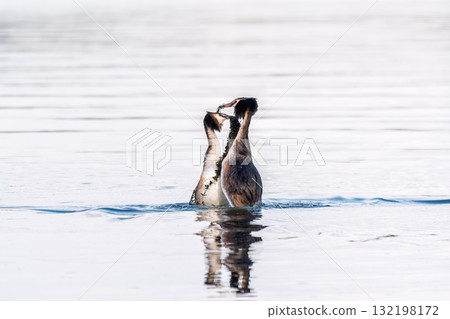 Mating games of two water birds Great Crested Grebes. Two waterfowl birds Great Crested Grebes swim in the lake with heart shaped silhouette 132198172