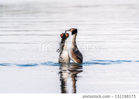 Mating games of two water birds Great Crested Grebes. Two waterfowl birds Great Crested Grebes swim in the lake with heart shaped silhouette Mating games of two water birds Great Crested Grebes. Two waterfowl birds Great Crested Grebes swim in the lake with heart shaped silhouette 132198173