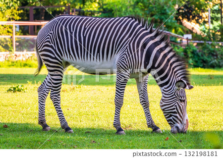 Grevy's zebra, lat Equus grevyi, also known as the imperial zebra eats green grass. Grevy's zebra, lat Equus grevyi, also known as the imperial zebra eats green grass. 132198181