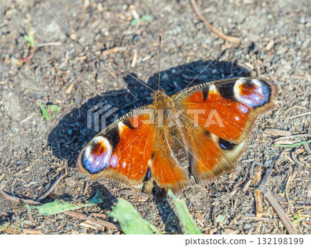Peacock butterfly on the ground among the grass 132198199