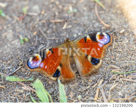Peacock butterfly on the ground among the grass 132198200