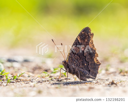 Peacock butterfly on the ground among the grass 132198201