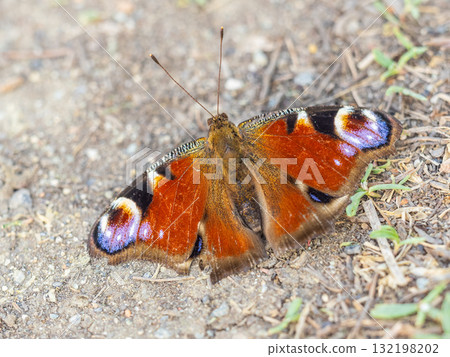 Peacock butterfly on the ground among the grass 132198202