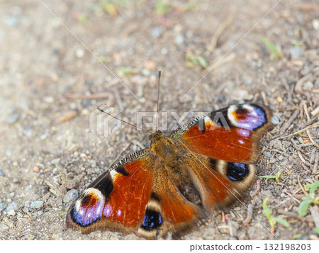 Peacock butterfly on the ground among the grass 132198203