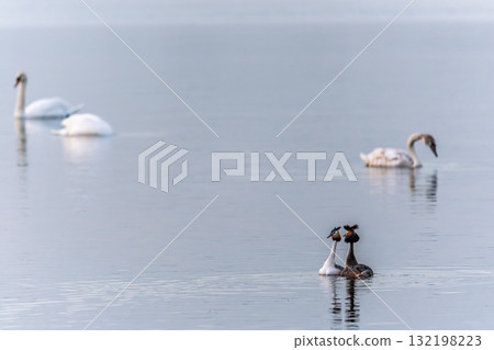 Mating games of two water birds Great Crested Grebes. Two waterfowl birds Great Crested Grebes swim in the lake with heart shaped silhouette Mating games of two water birds Great Crested Grebes. Two waterfowl birds Great Crested Grebes swim in the lake with heart shaped silhouette 132198223