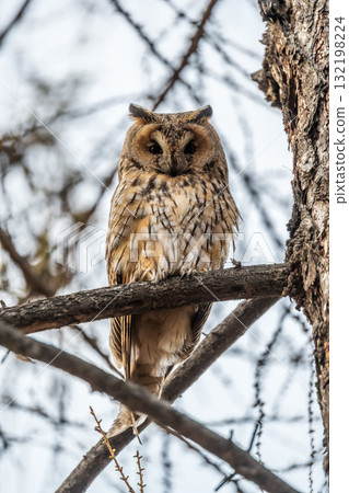 Long-eared owl (Asio otus), looking forward with wide opened eyes 132198224