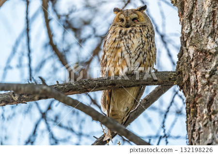 Long-eared owl (Asio otus), looking forward with wide opened eyes 132198226