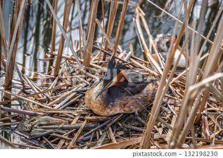 Great Crested Grebe, Podiceps cristatus, water bird sitting on the nest, nesting time on the green lake 132198230