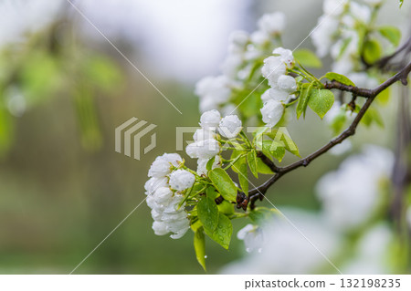 White blossoming apple trees with rain drops White blossoming apple trees with rain drops 132198235