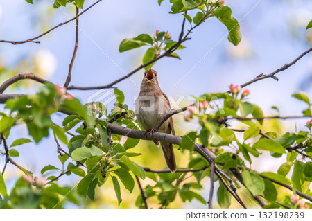 Thrush Nightingale, Luscinia luscinia. A bird sits on a tree branch and sings 132198239
