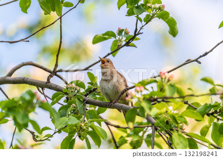 Thrush Nightingale, Luscinia luscinia. A bird sits on a tree branch and sings Thrush Nightingale, Luscinia luscinia. A bird sits on a tree branch and sings 132198241