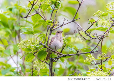 Thrush Nightingale, Luscinia luscinia. A bird sits on a tree branch and sings Thrush Nightingale, Luscinia luscinia. A bird sits on a tree branch and sings 132198245