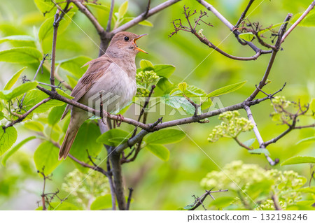 Thrush Nightingale, Luscinia luscinia. A bird sits on a tree branch and sings Thrush Nightingale, Luscinia luscinia. A bird sits on a tree branch and sings 132198246