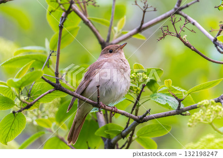 Thrush Nightingale, Luscinia luscinia. A bird sits on a tree branch and sings Thrush Nightingale, Luscinia luscinia. A bird sits on a tree branch and sings 132198247
